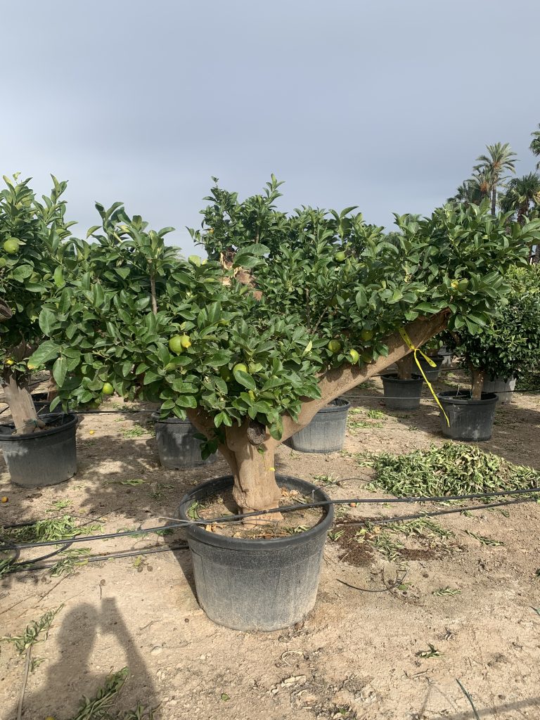 Sélection de citronnier de grande taille pour livraison et plantation à Colmar en Alsace