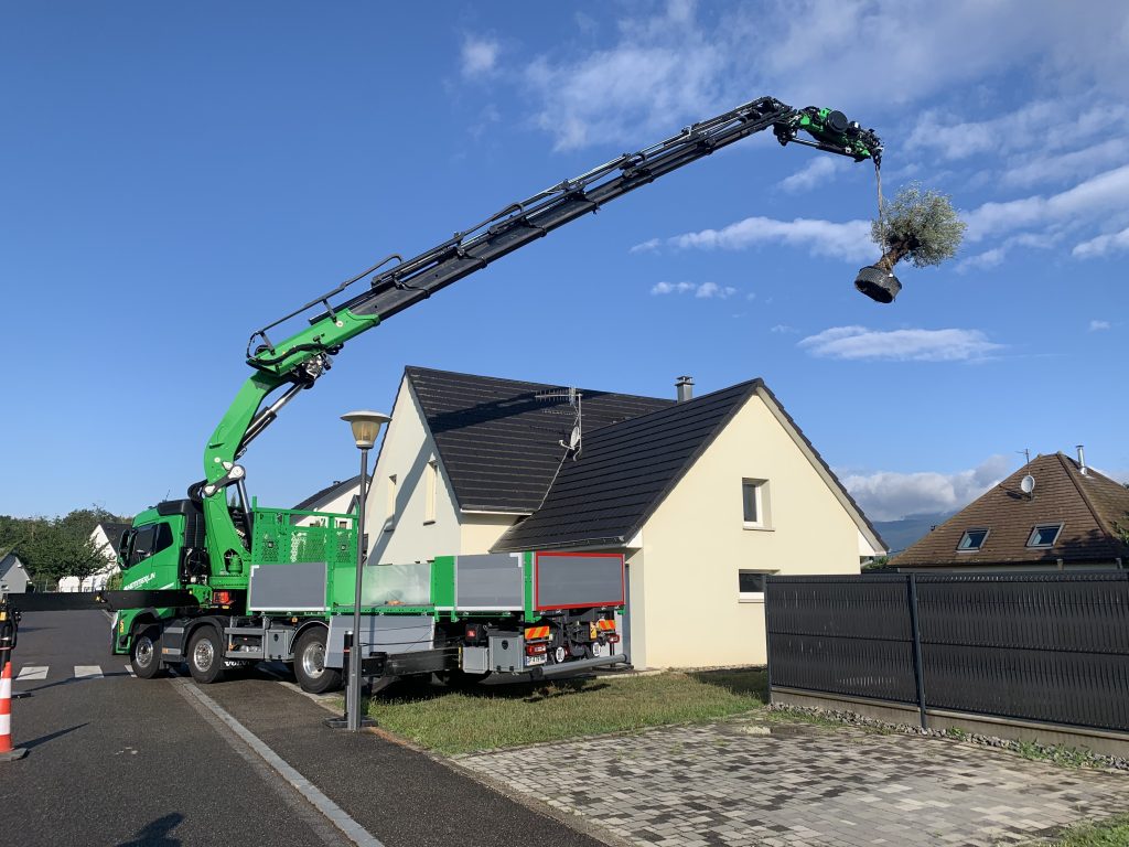 Livraison et plantation d’un olivier centenaire a Bollwiller proche de Feldkirch