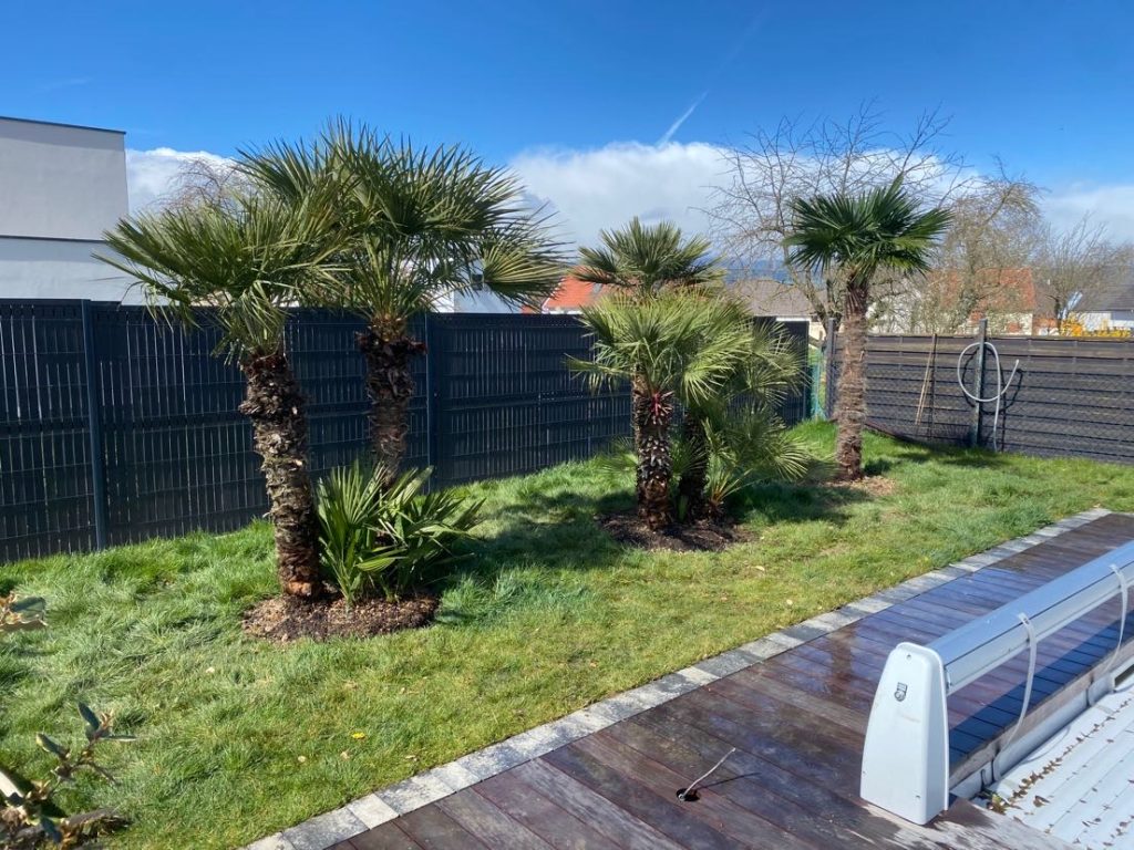 Plantation dans un jardin de deux Humilis et un palmier Fortunei à Merxheim près de Ungersheim