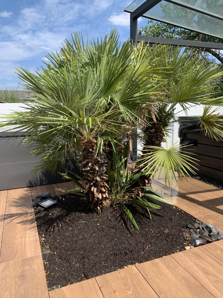 Plantation d’un humilis sur une terrasse à Illzach proche de Sausheim