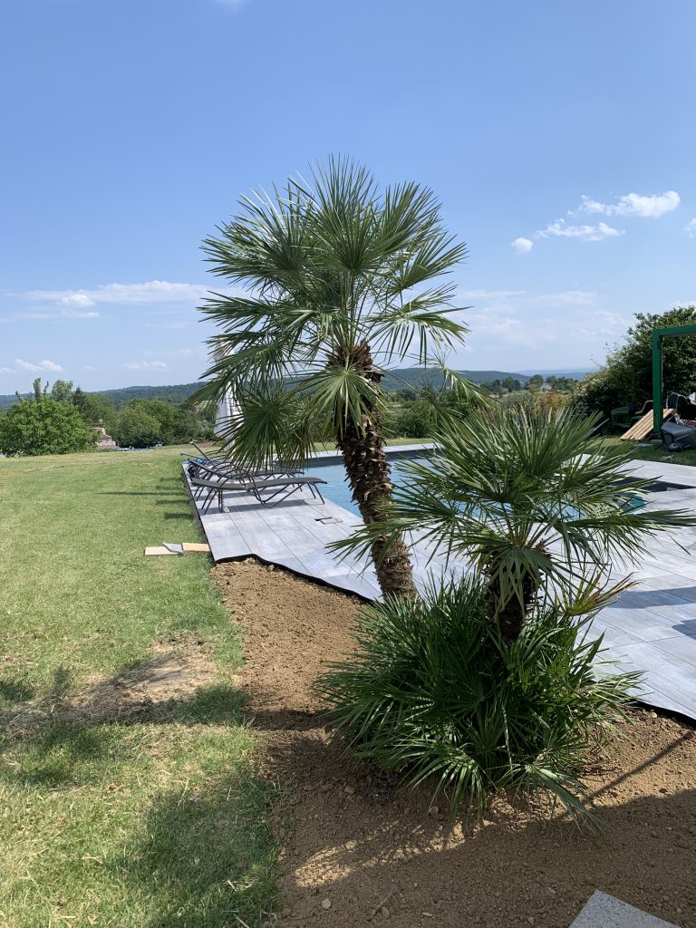 Livraison à domicile et plantation d’un palmier humilis à Altkirch dans le Sundgau