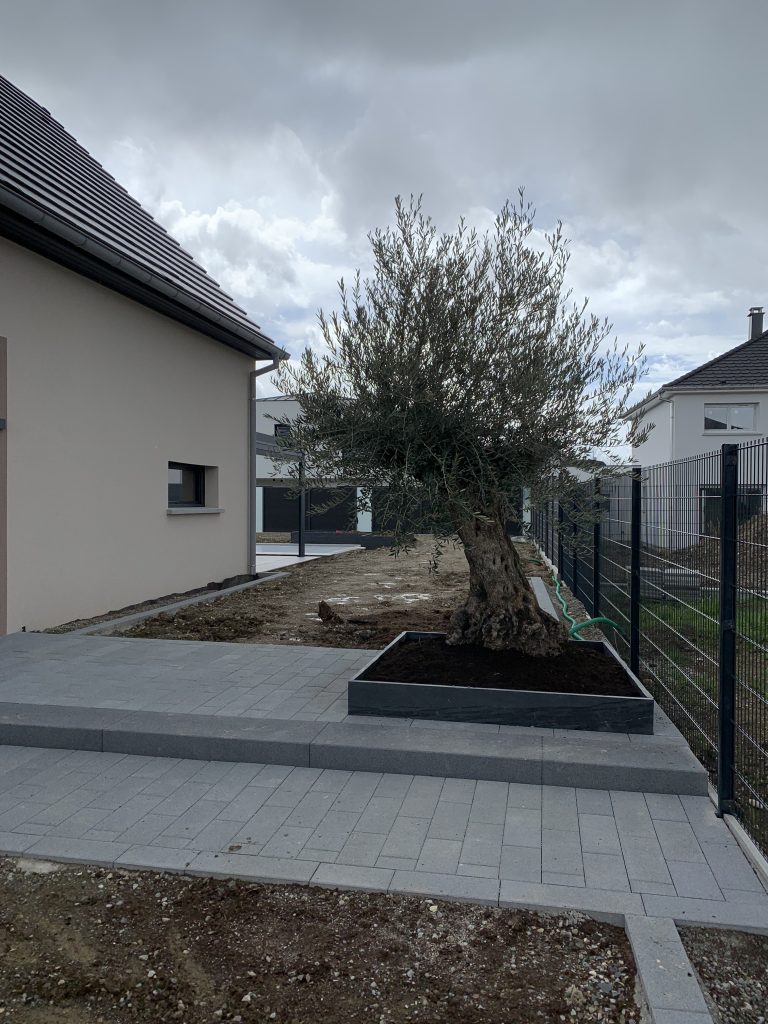 Plantation d’un olivier centenaire a Rosenau proche de Saint-louis