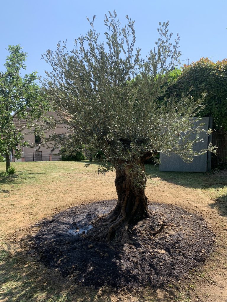 Prix d’un olivier à planter à Strasbourg dans le Bas-Rhin