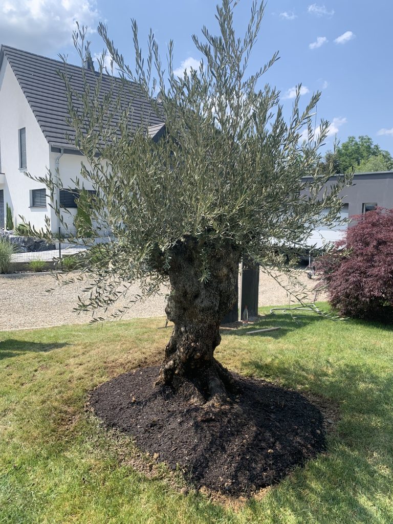 Livraison et plantation d’un olivier sur mesure à Strasbourg dans le Bas-Rhin