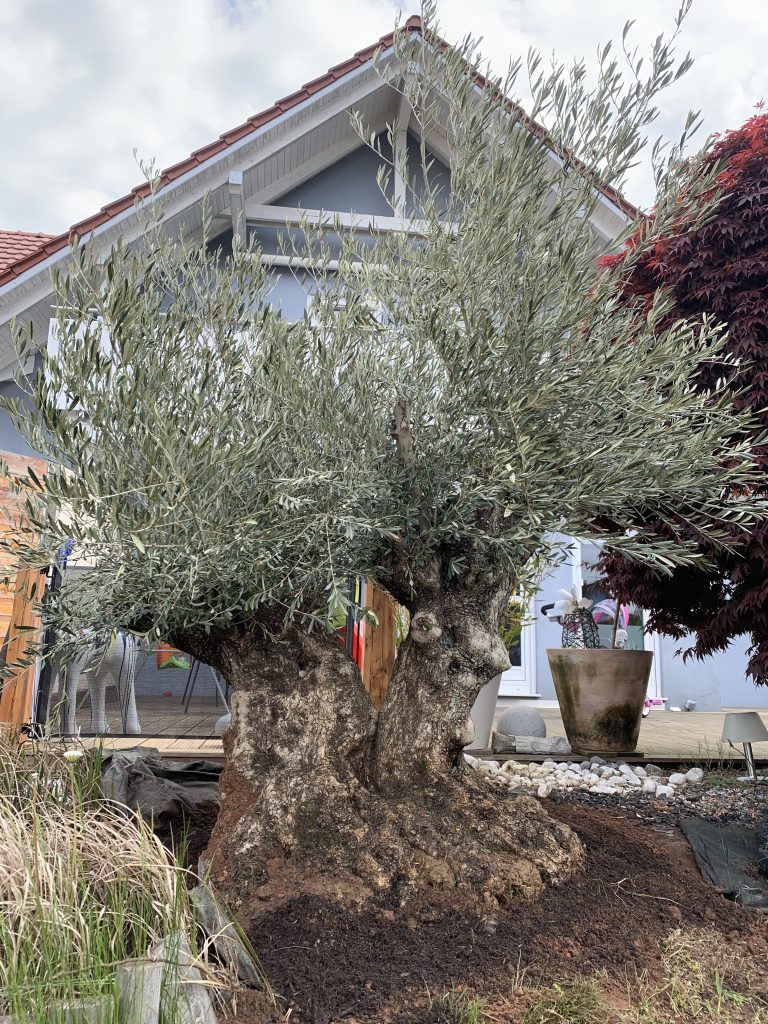 Service clé en main de livraison et plantation d’olivier d’exception à Nancy en Meurthe-et-Moselle