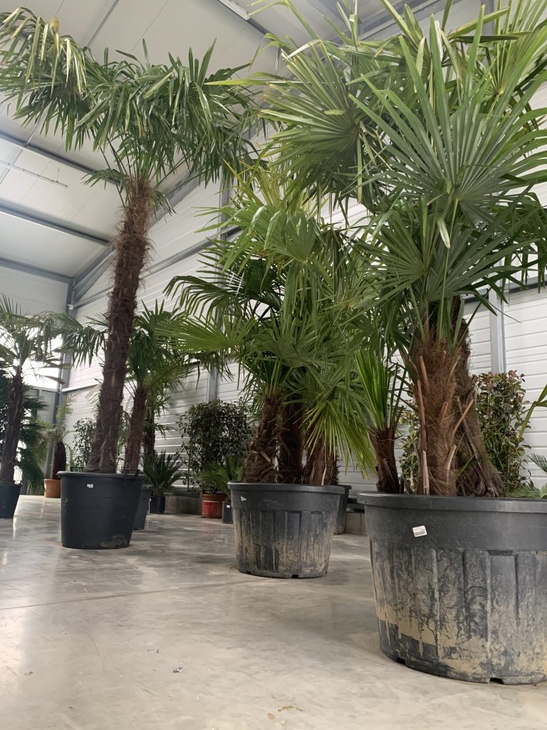 Arrivage de palmiers trachycarpus fortunei pour livraison et plantation a Wittelsheim proche de Mulhouse