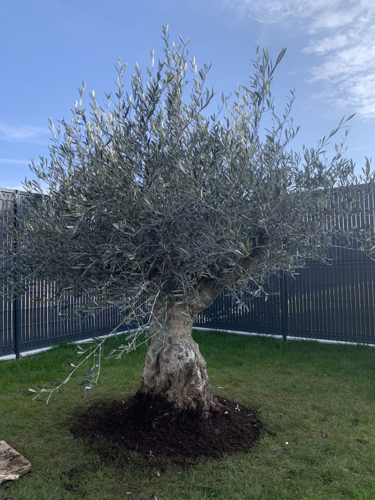 Livraison et plantation d’un olivier a Sausheim proche de Baldersheim