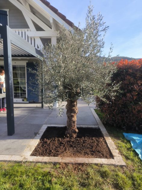 Livraison et plantation d’un olivier bonsaï a Sickert proche de Thann
