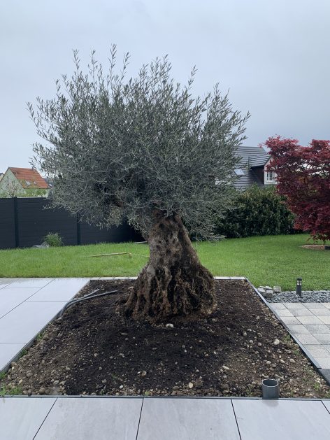 Découvrez notre service de plantation et livraison d’olivier a Biesheim proche de Neuf-brisach